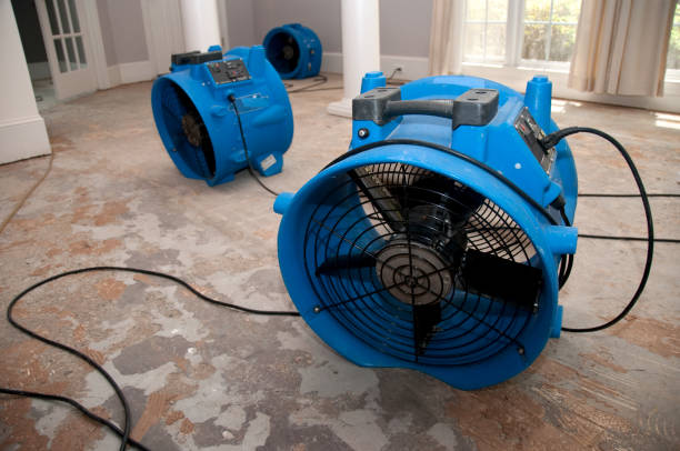 Best Water damage mitigation services  in Viola, NY